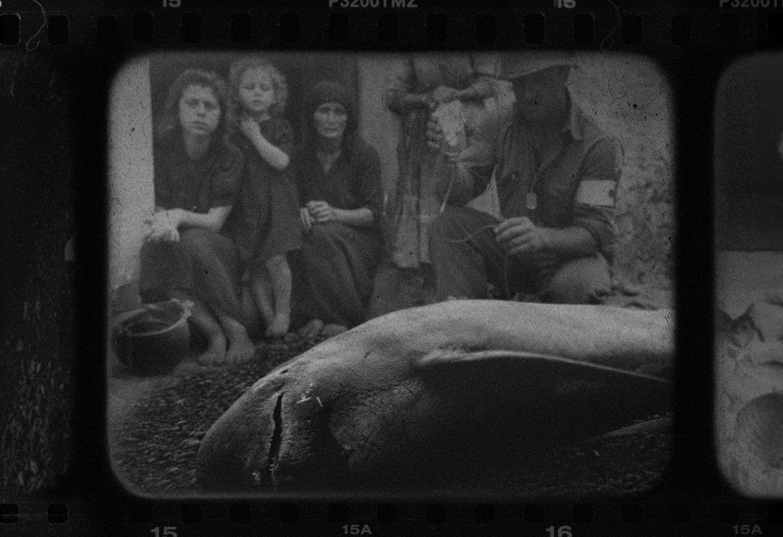 big_whale_2